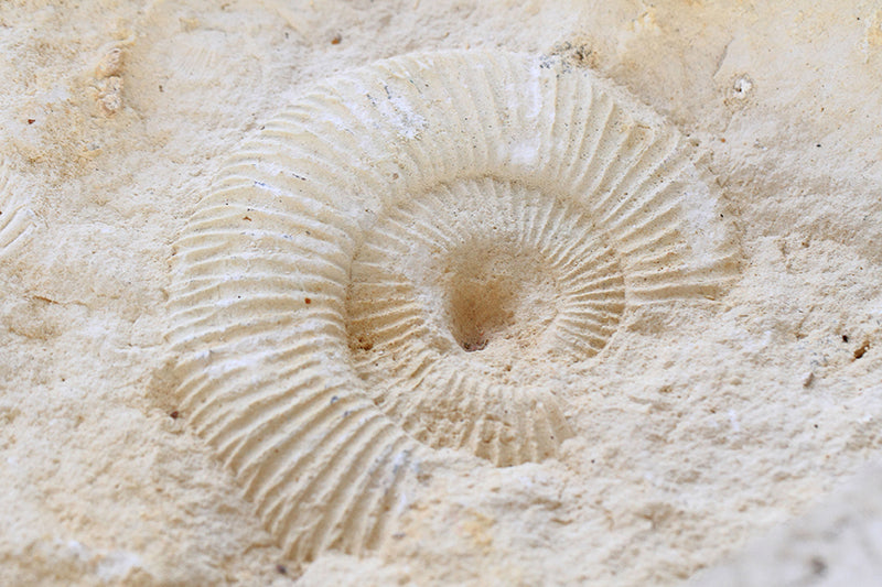 Protège-plaque à induction - Fossile d'ammonite