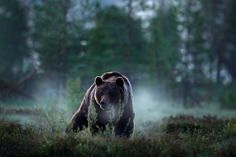 Fond de hotte Ours