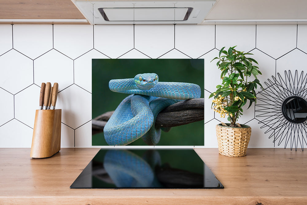 Fond de hotte Serpent bleu