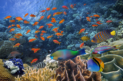 Protège-plaque à induction - Poissons colorés
