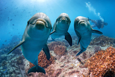 Fond de hotte Trois Dauphins