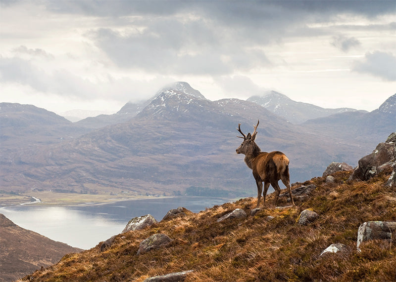 Protège-plaque à induction - Un cerf dans les hauts plateaux écossais
