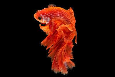 Protège-plaque à induction - Poisson rouge