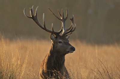 Protège-plaque à induction - Cerf dans les hautes herbes