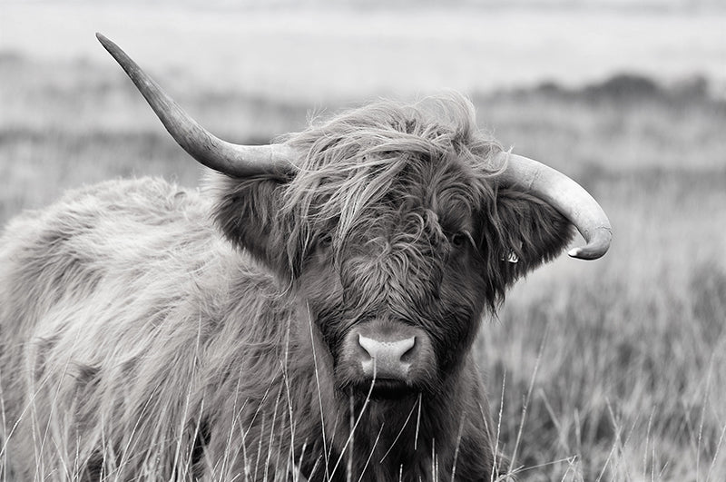 Protège-plaque à induction - Vache des Highlands