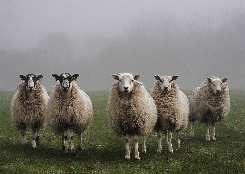 Protège-plaque à induction - Troupeau de moutons