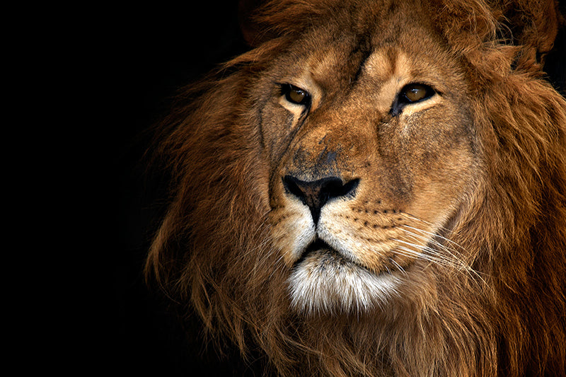 Fond de hotte Lion en gros plan