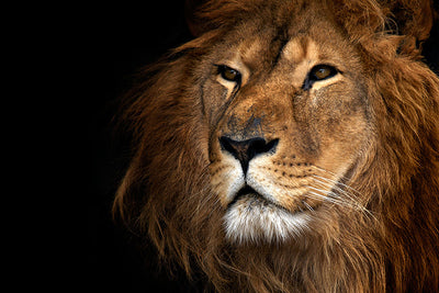 Fond de hotte Lion en gros plan