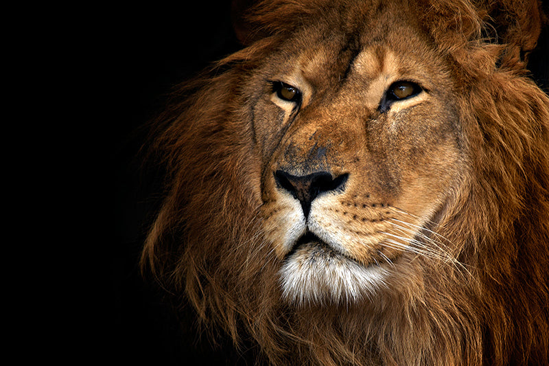 Protège-plaque à induction - Lion en gros plan