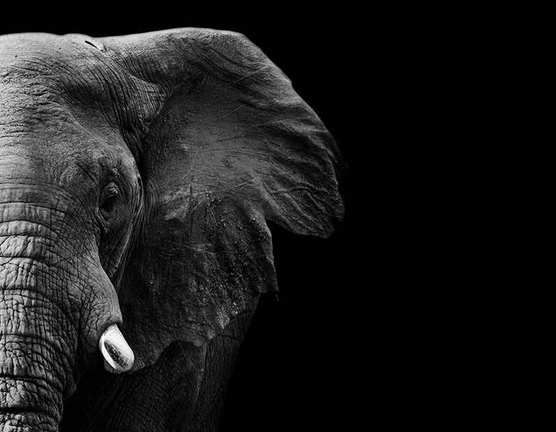 Fond de hotte Éléphant