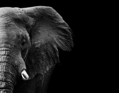 Fond de hotte Éléphant