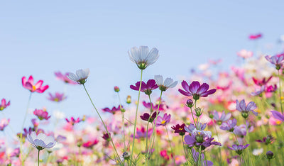 Protège-plaque à induction - Fleurs pastel