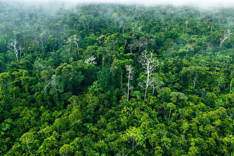 Protège-plaque à induction - Forêt tropicale