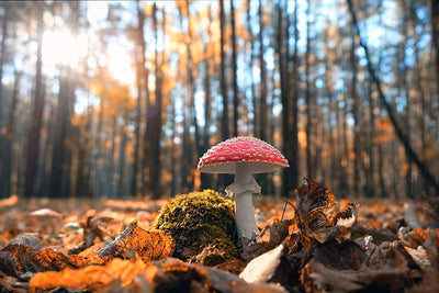 Protège-plaque à induction - Champignon rouge