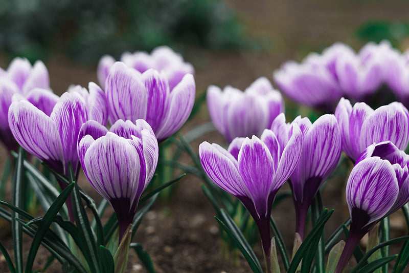 Protège-plaque à induction - Crocus à safran