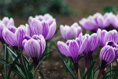 Protège-plaque à induction - Crocus à safran