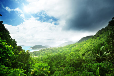 Fond de hotte Jungle des Seychelles