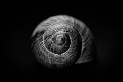 Protège-plaque à induction - Coquille d'escargot