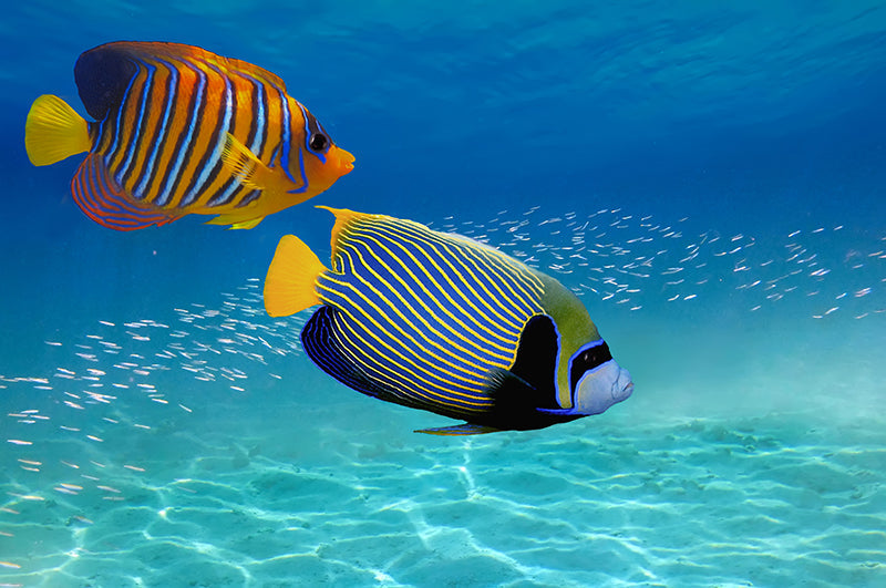 Fond de hotte Poisson tropical