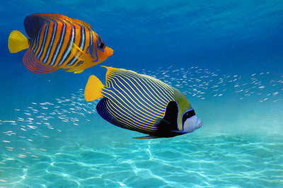 Fond de hotte Poisson tropical