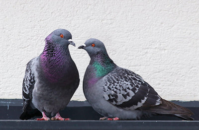 Protège-plaque à induction - Deux pigeons