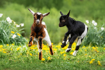 Protège-plaque à induction - Deux petites chèvres
