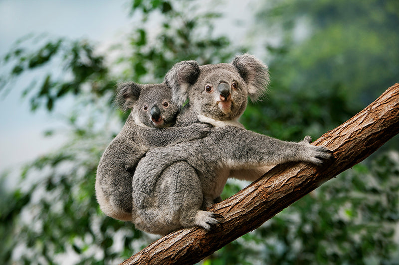 Protège-plaque à induction - Deux koalas