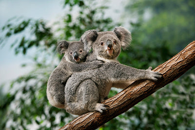 Protège-plaque à induction - Deux koalas