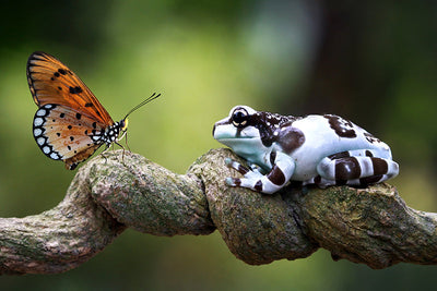 Protège-plaque à induction - Papillon et grenouille