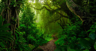 Fond de hotte Promenade dans la jungle