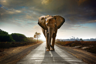 Protège-plaque à induction - Éléphant qui marche