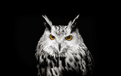 Protège-plaque à induction - Hibou blanc