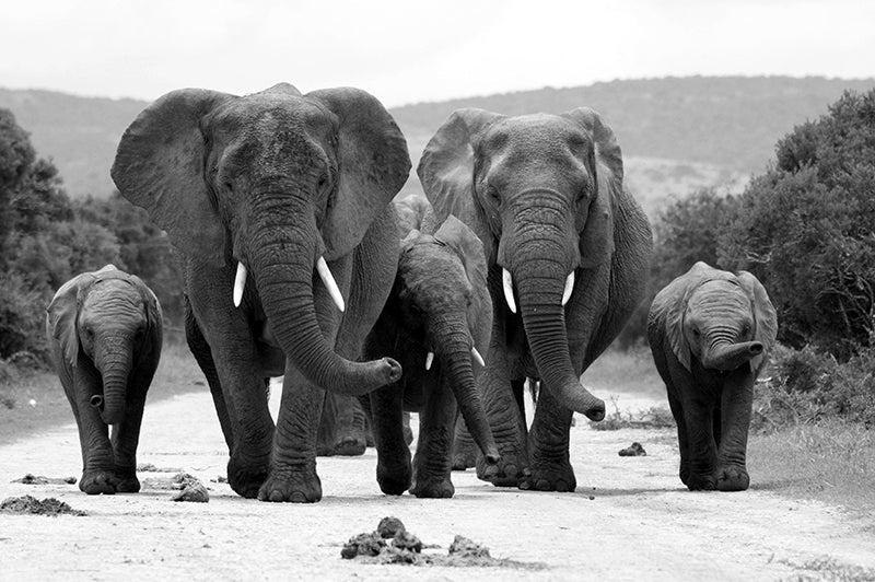 Protège-plaque à induction - Troupeau d'éléphants
