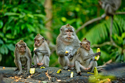 Protège-plaque à induction - Macaques rhéesus
